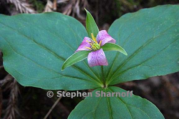 trillium ovatum 4 graphic